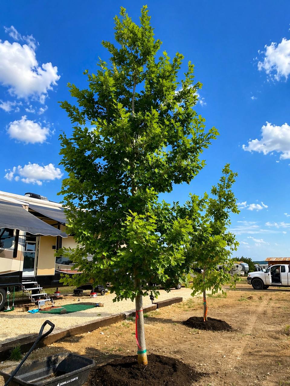 Native Texas species