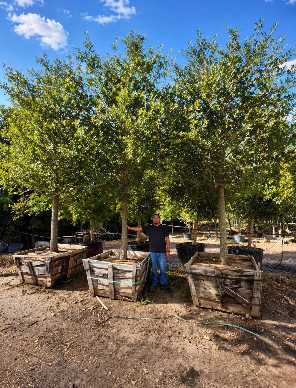 Instant shade and curb appeal