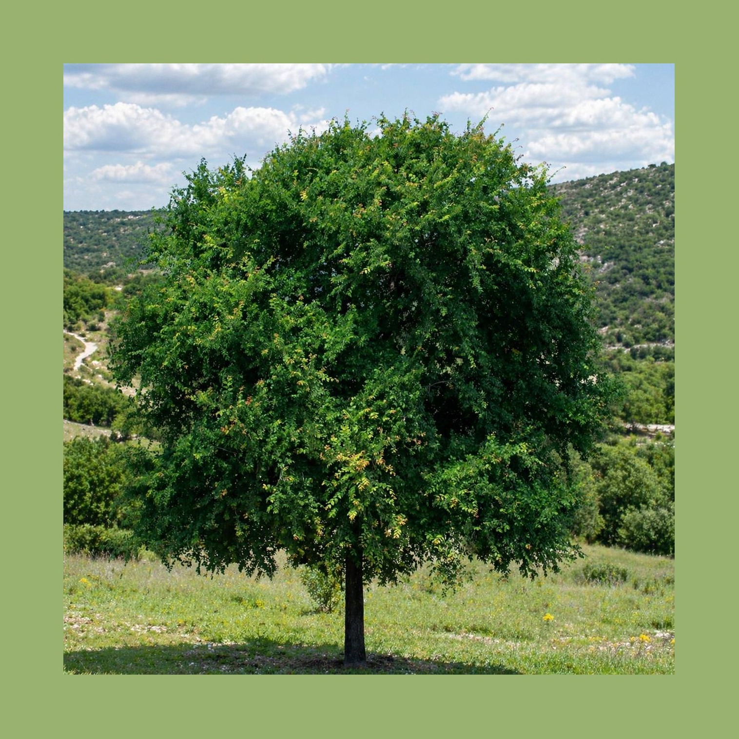 Cedar Elm installed by Hill Country Tree Company