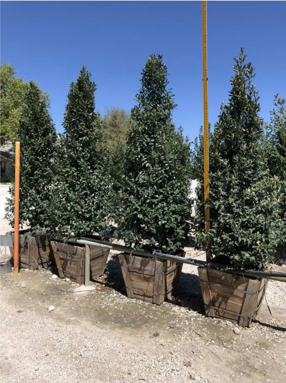 Mature Cherry Laurels for screening