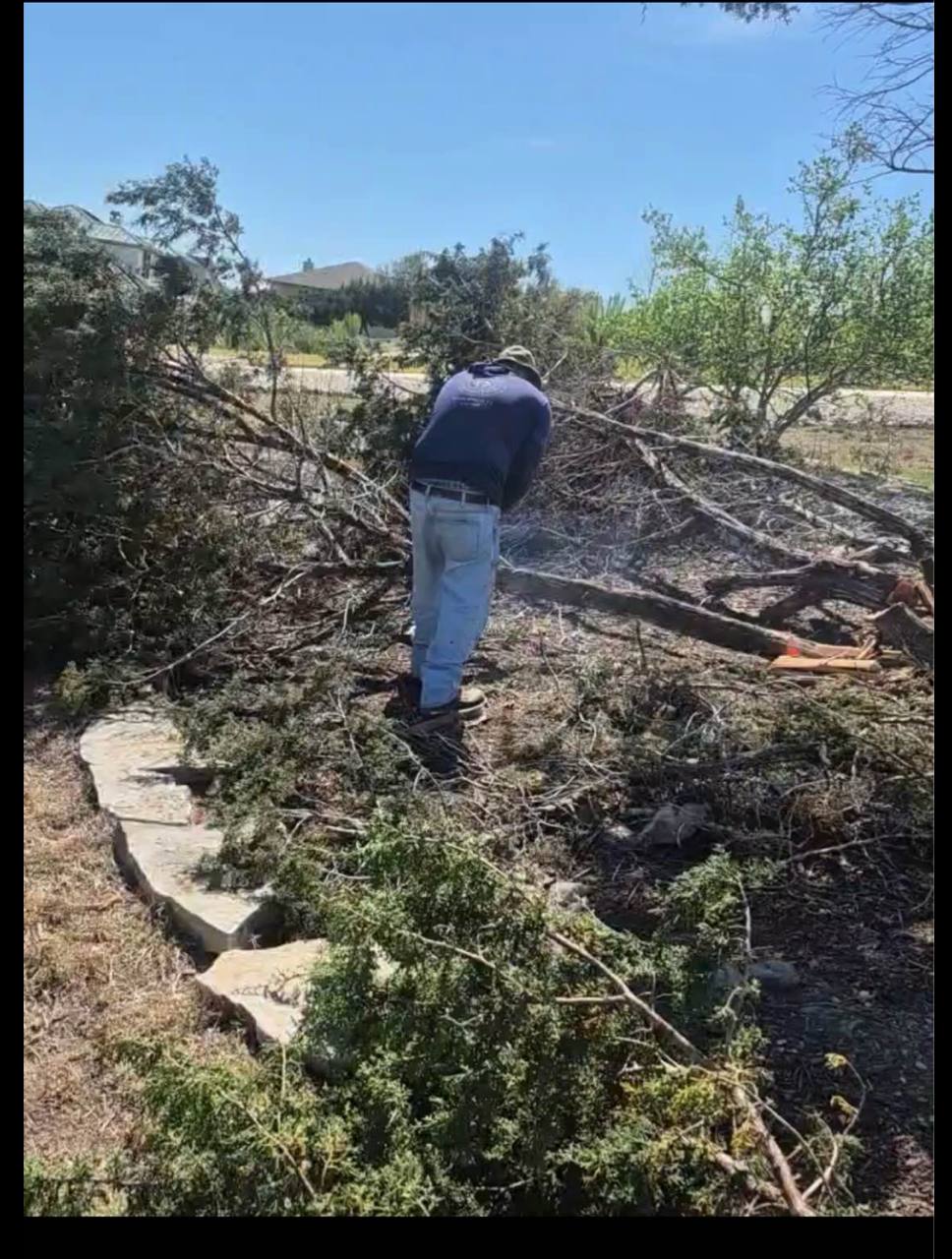 Clearing cedars to make room for shade trees