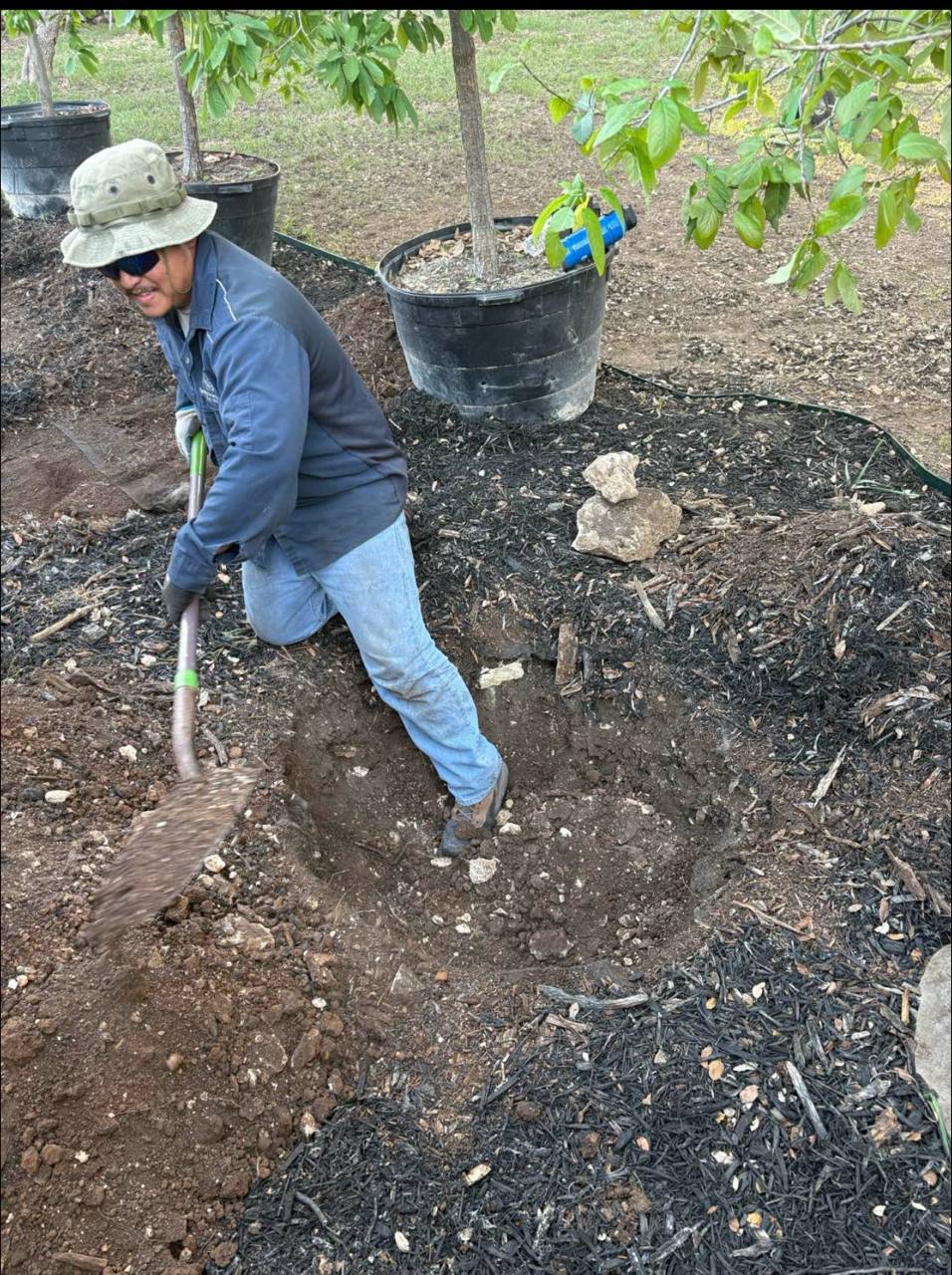 Digging the hole — A&M planting depth