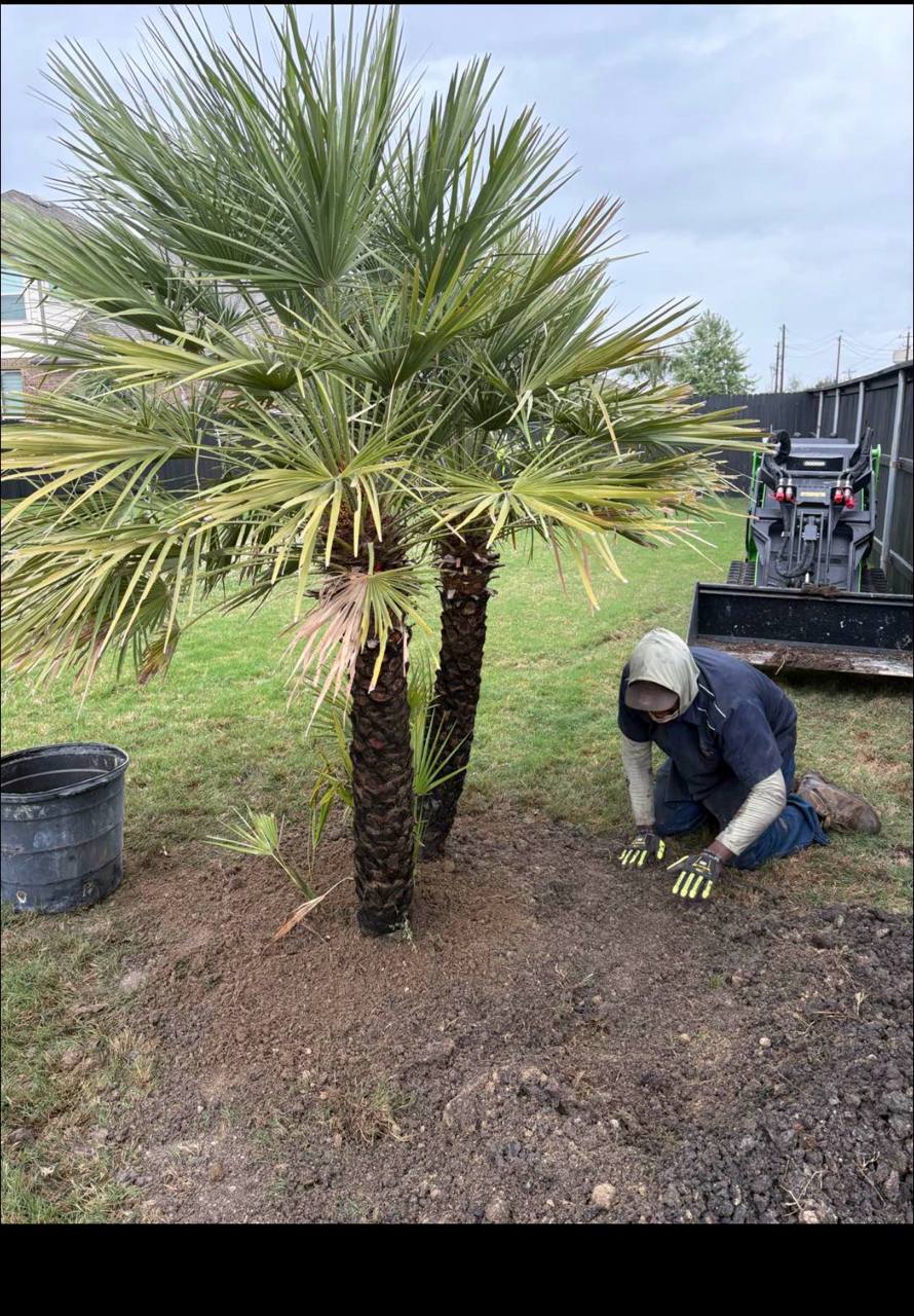 Mediterranean Fan Palm install