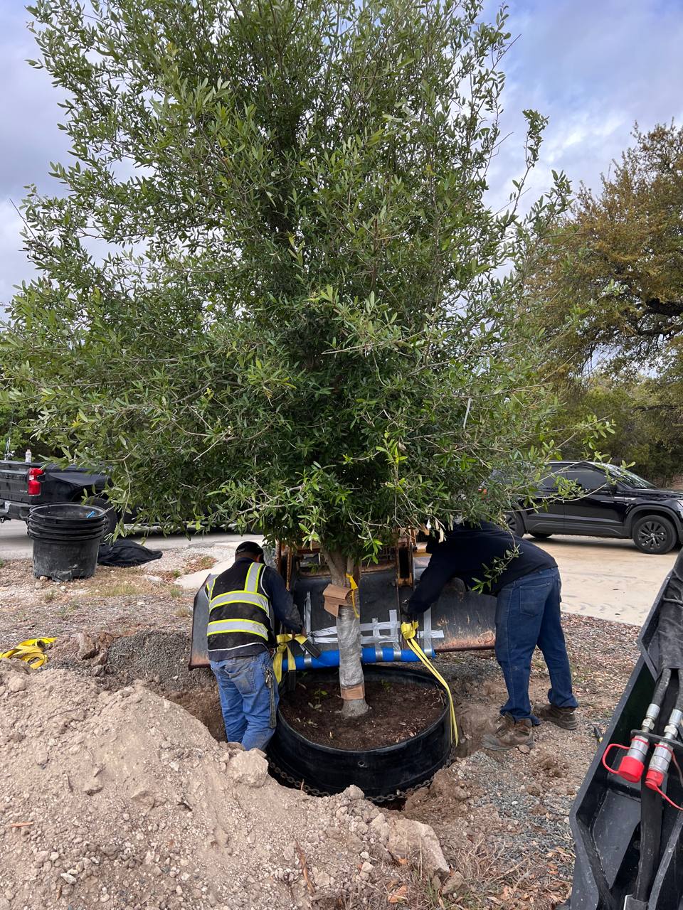 Crew positioning a 95 gal live oak
