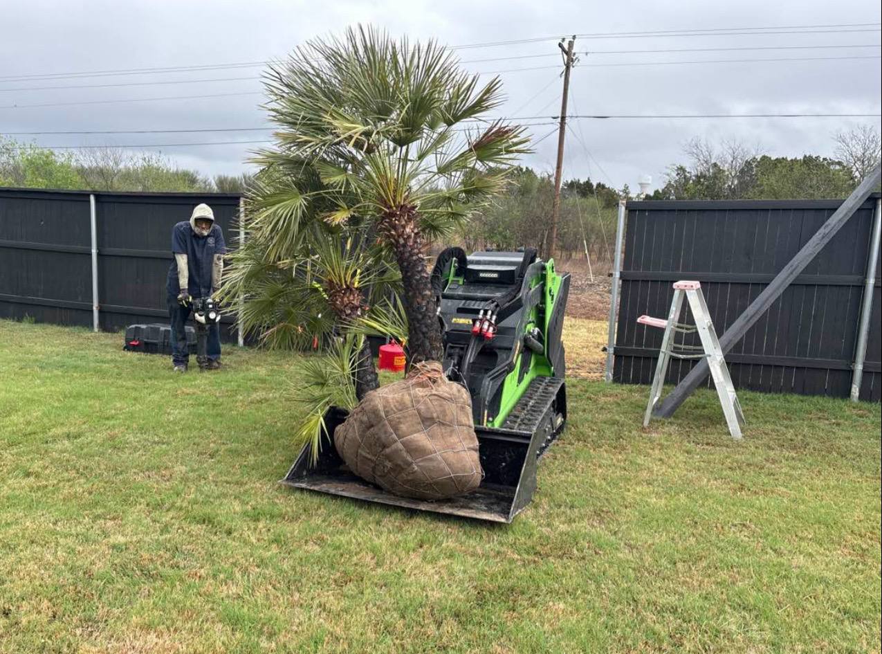 Moving a fan palm into place