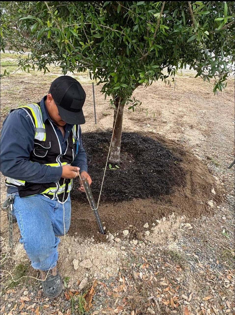 Crew finishing the mulch ring