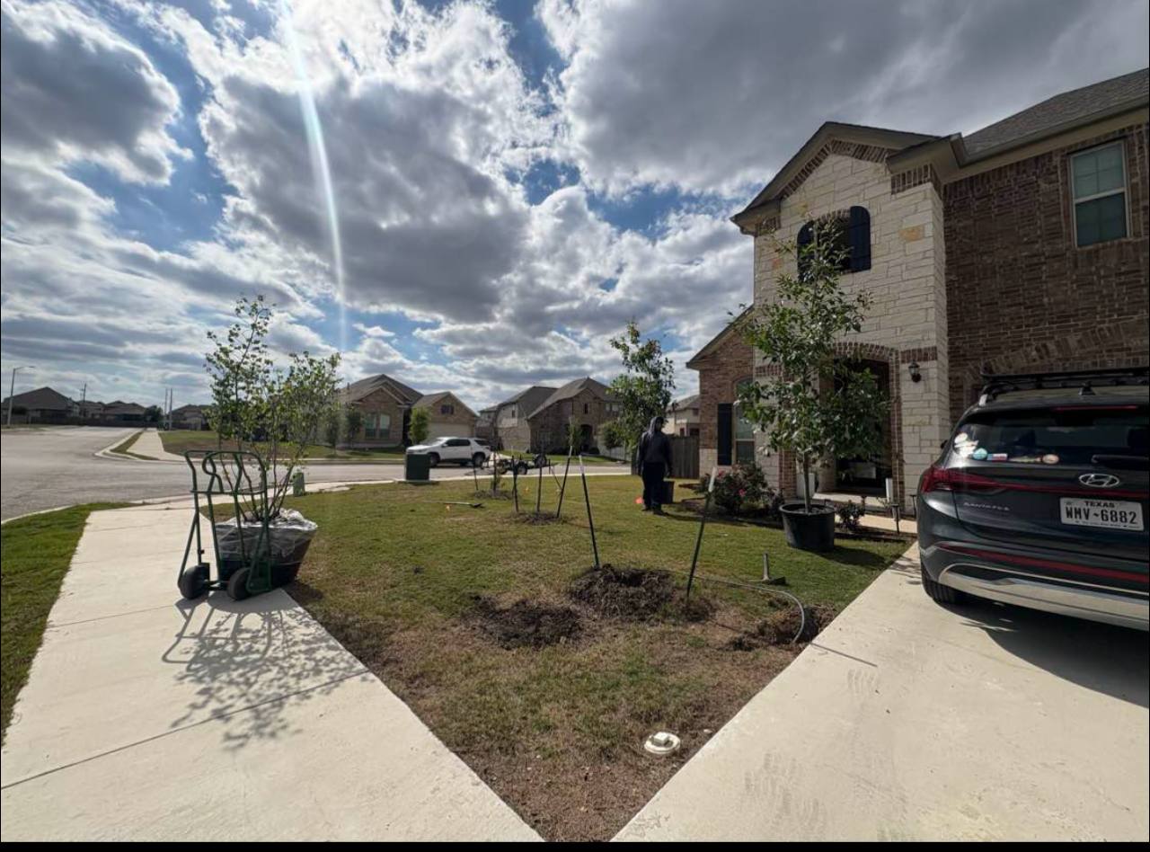 Trees staged, ready to plant