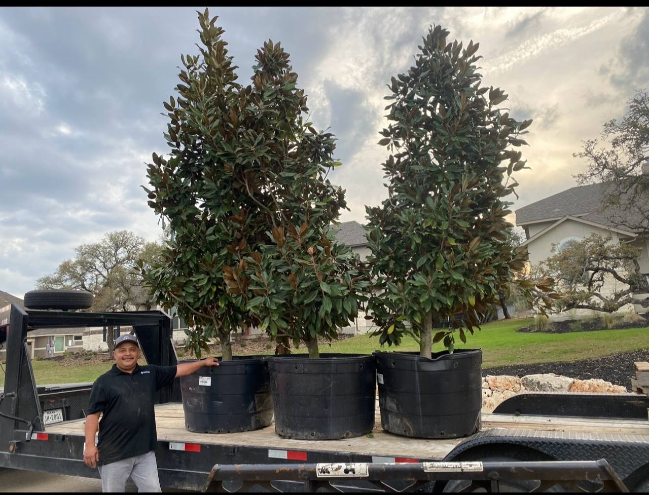 Large magnolias ready for delivery