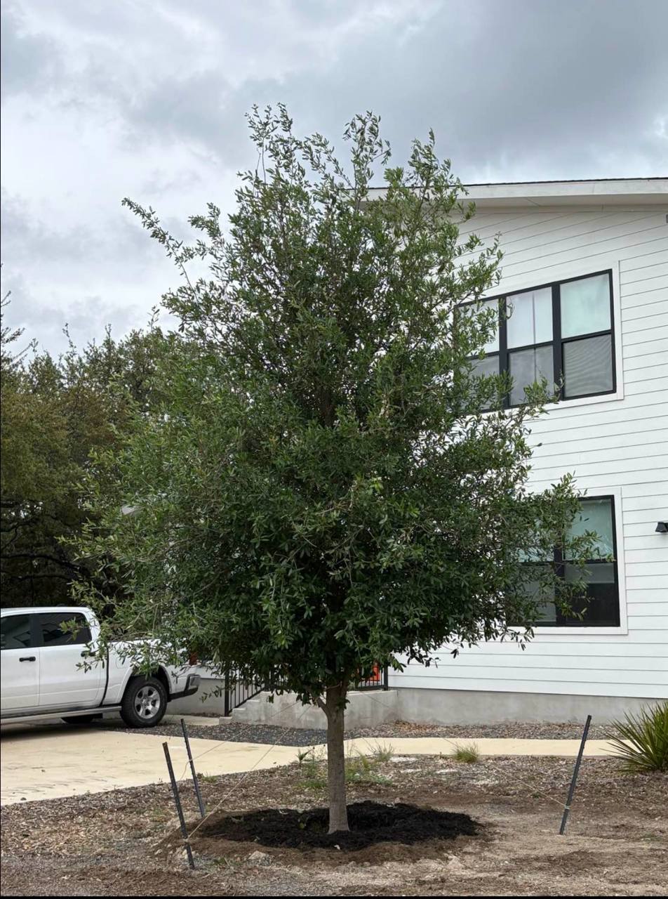 Live Oak — 200 gallon