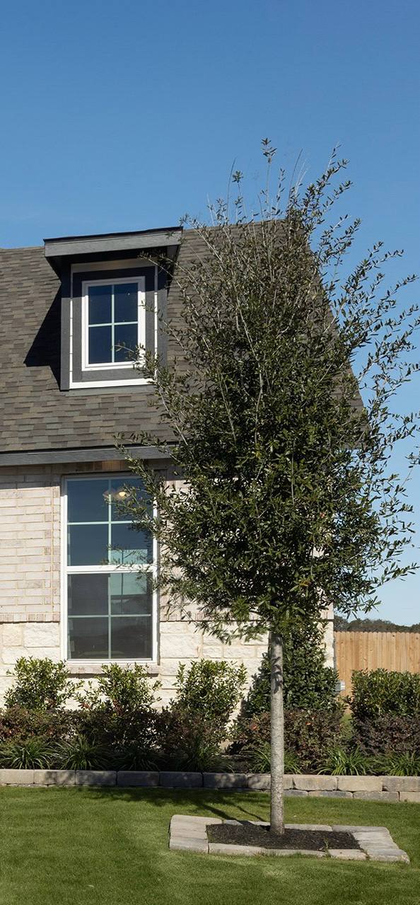 Live Oak — 95 gallon