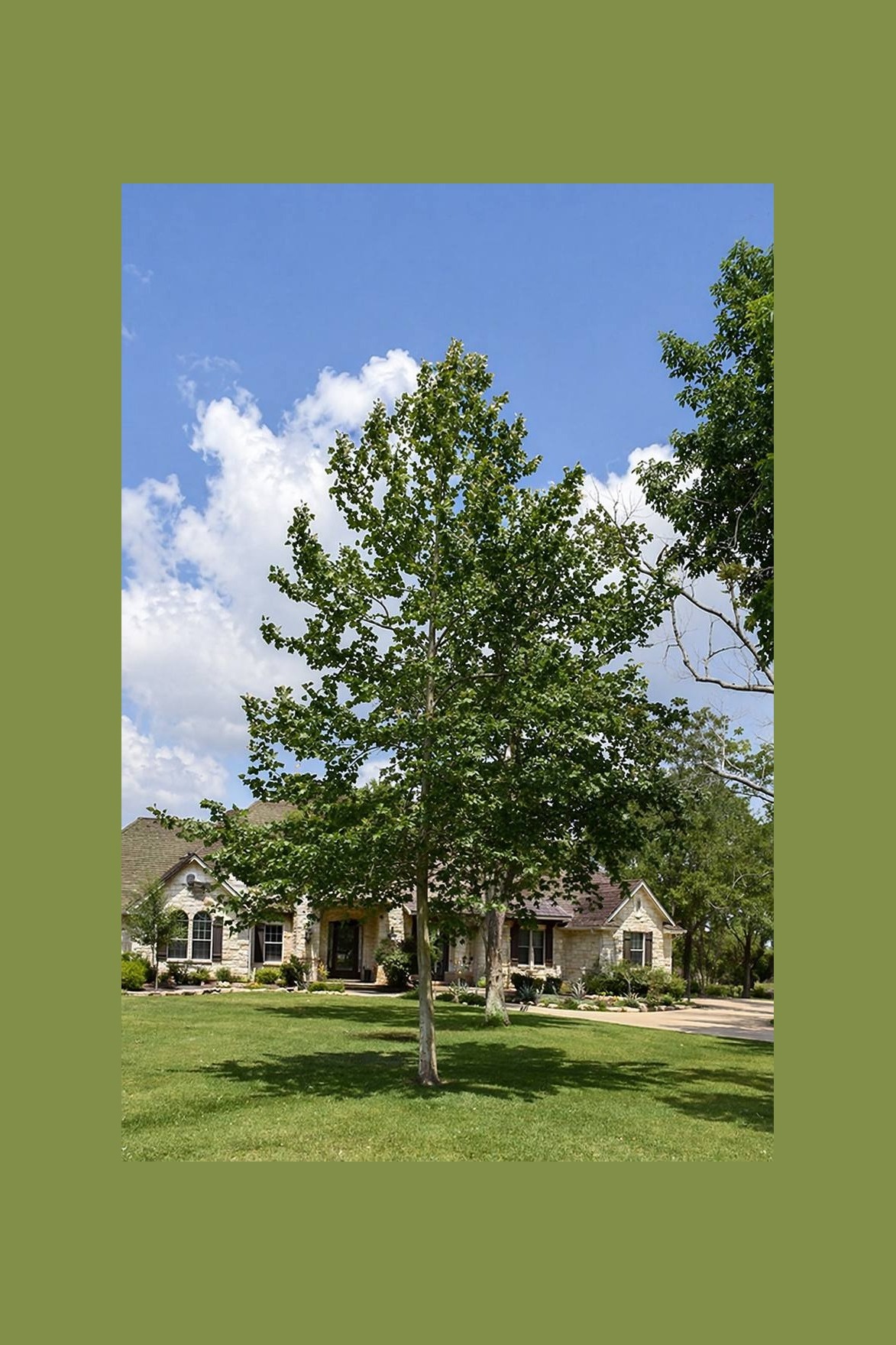 Mexican Sycamore installed by Hill Country Tree Company