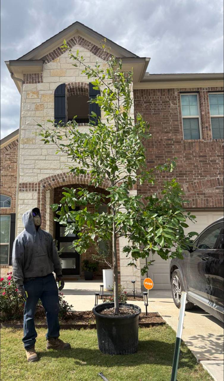 Monterrey Oak — 30 gallon