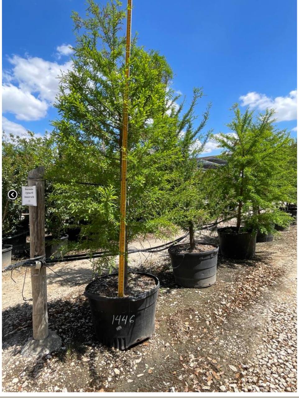 Montezuma Cypress installed by Hill Country Tree Company