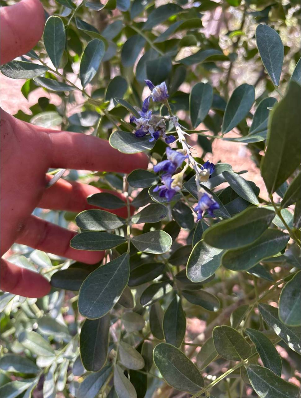 Texas Mountain Laurel in spring bloom