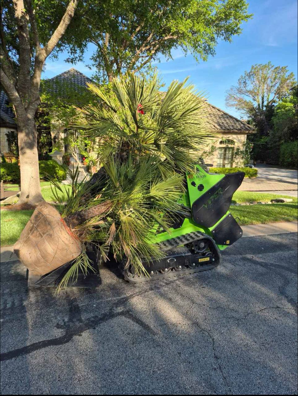 Unloading a Mediterranean Fan Palm